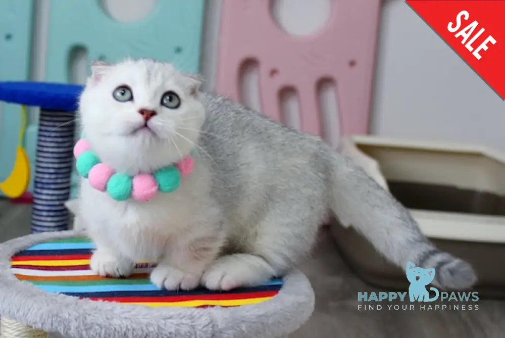 Arisha Munchkin female blue tortie silver shaded live animals
