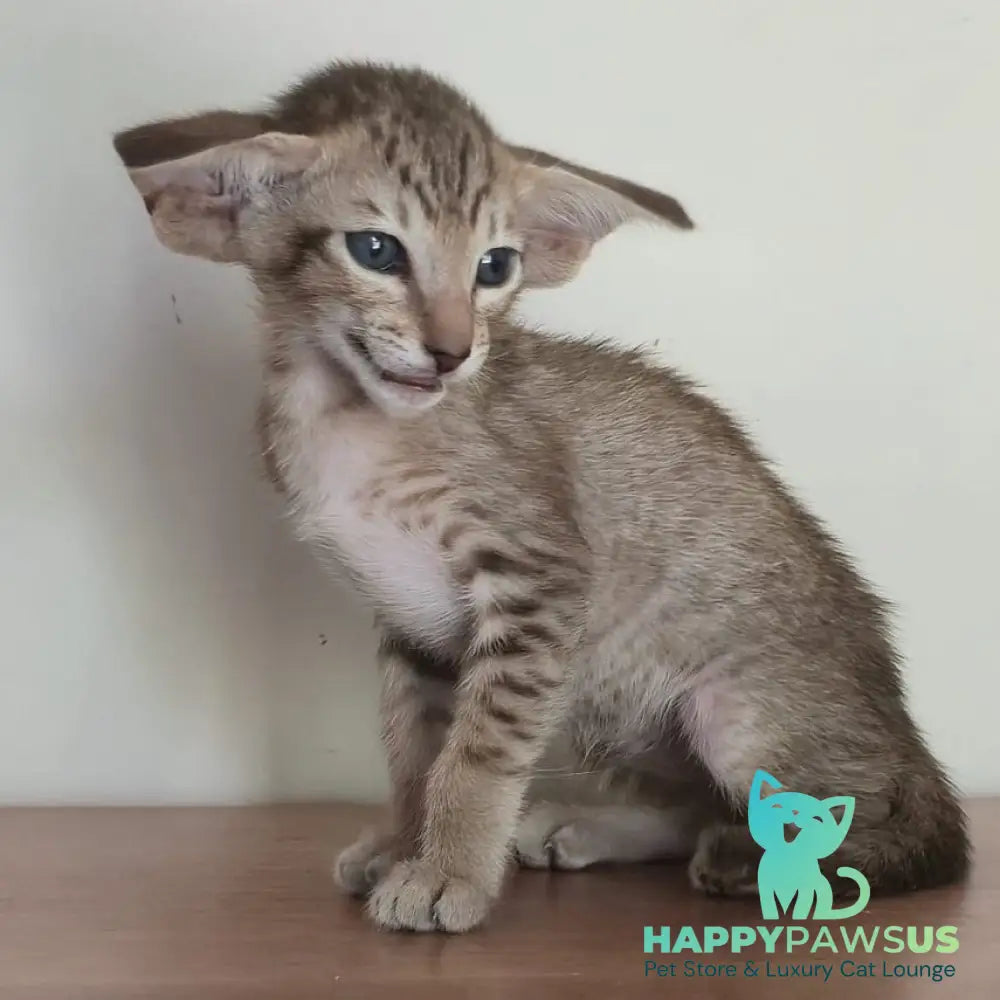 Arisha Oriental Shorthair female chocolate tabby - live animals