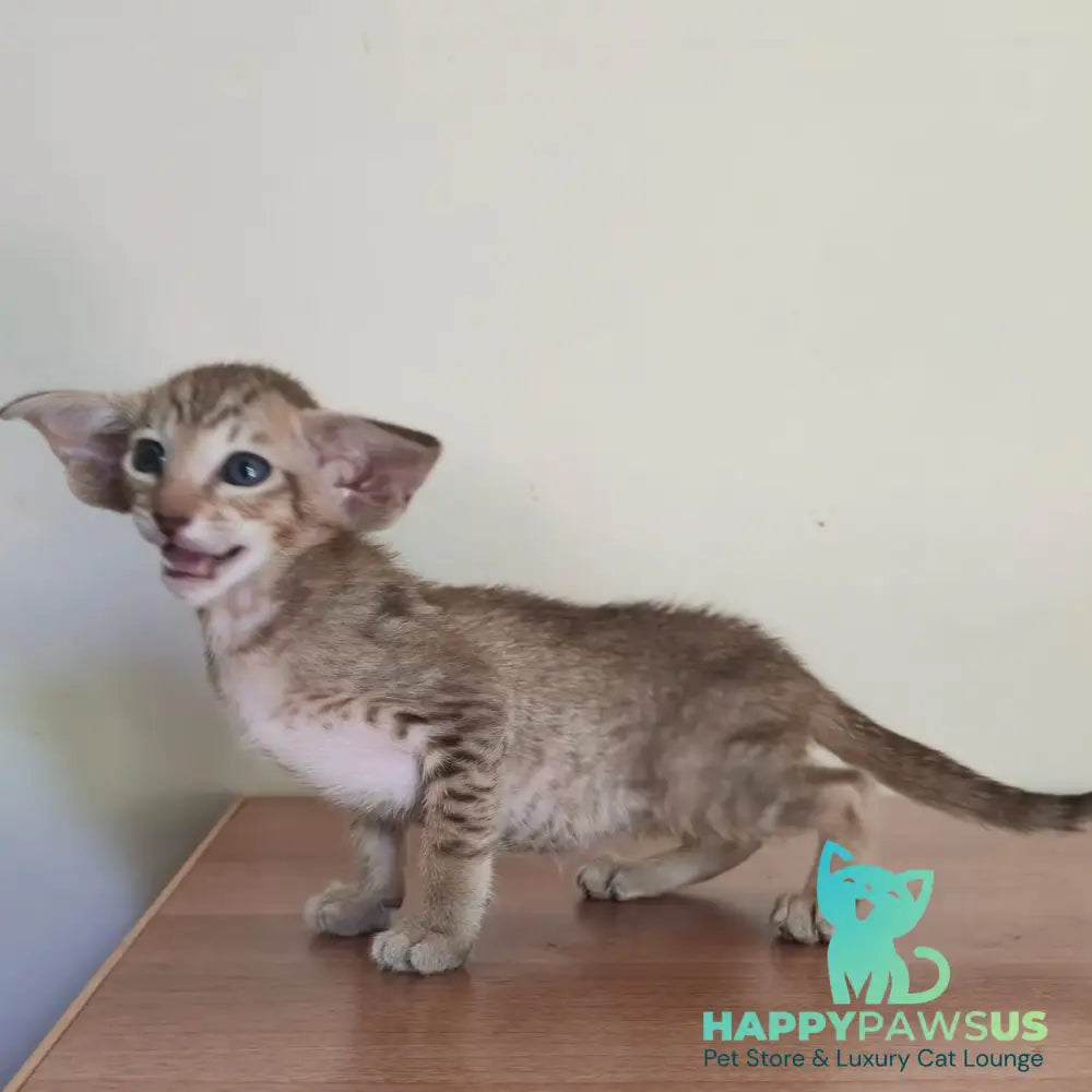 Arisha Oriental Shorthair female chocolate tabby - live animals