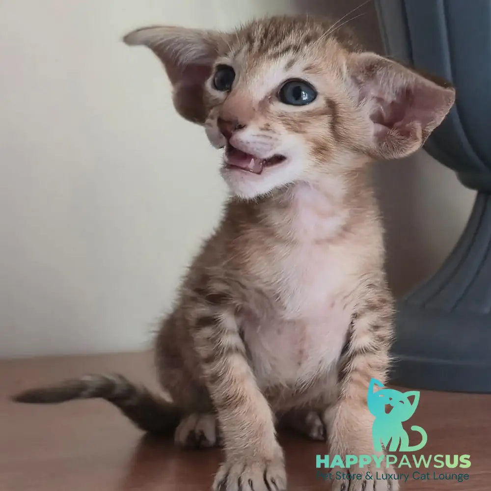 Arisha Oriental Shorthair female chocolate tabby - live animals
