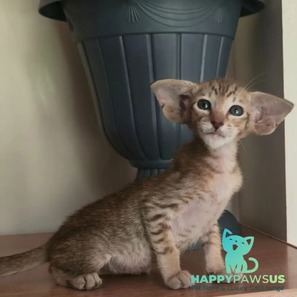 Arisha Oriental Shorthair female chocolate tabby - live animals