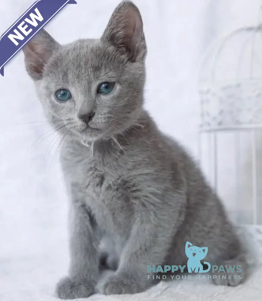 Arisha Russian Blue female blue live animals