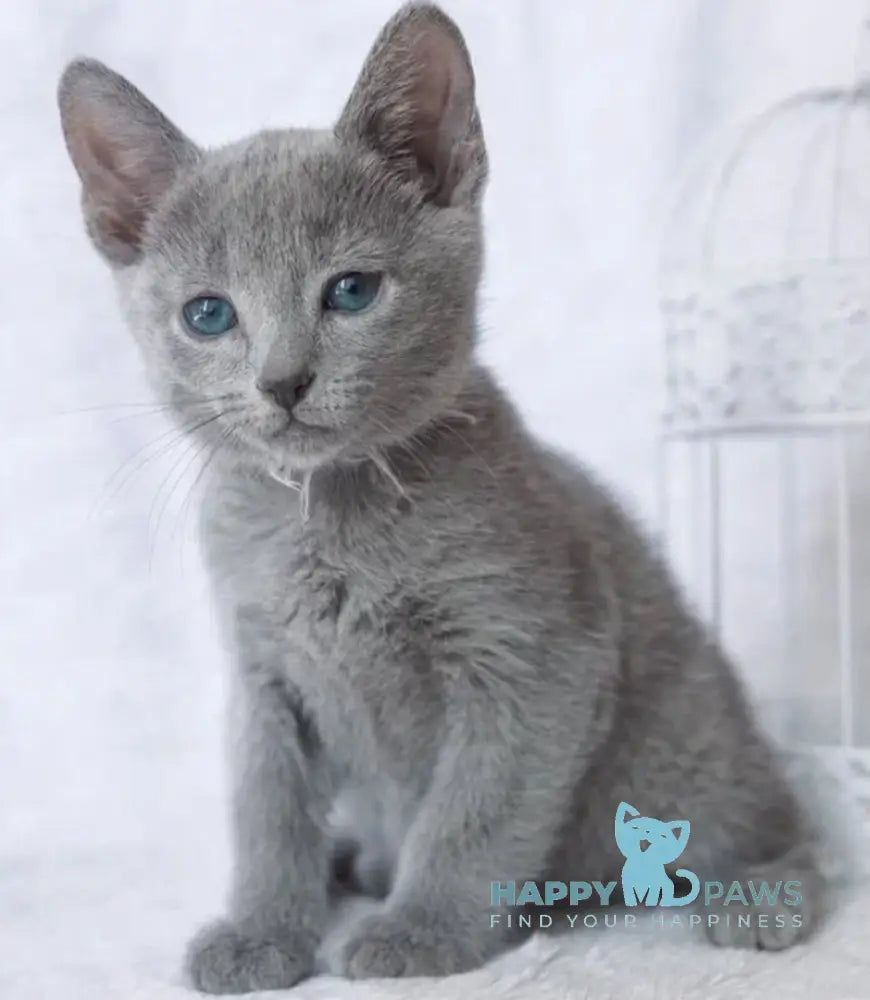 Arisha Russian Blue female blue live animals