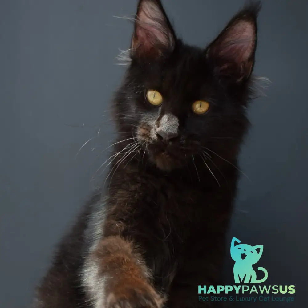 Aristocrat Maine Coon male black - live animals