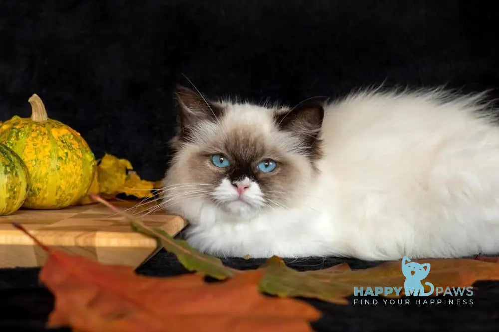 Ariya Ragdoll female seal mitted live animals