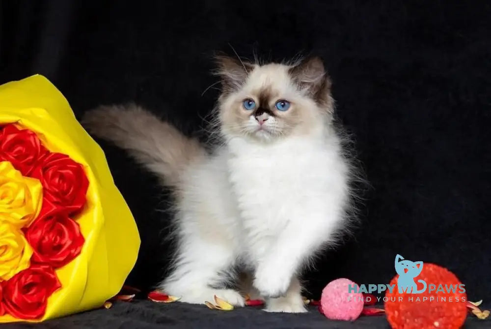 Ariya Ragdoll female seal mitted live animals