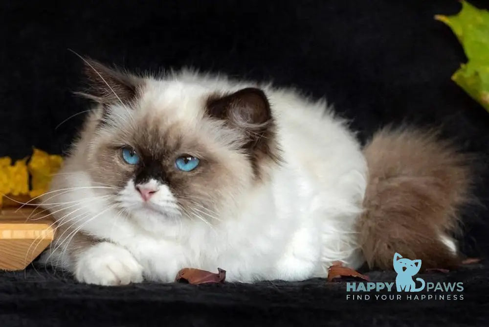 Ariya Ragdoll female seal mitted live animals