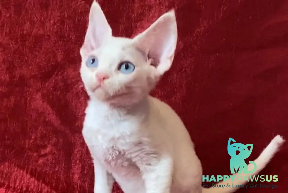 Arman Devon Rex male white - live animals