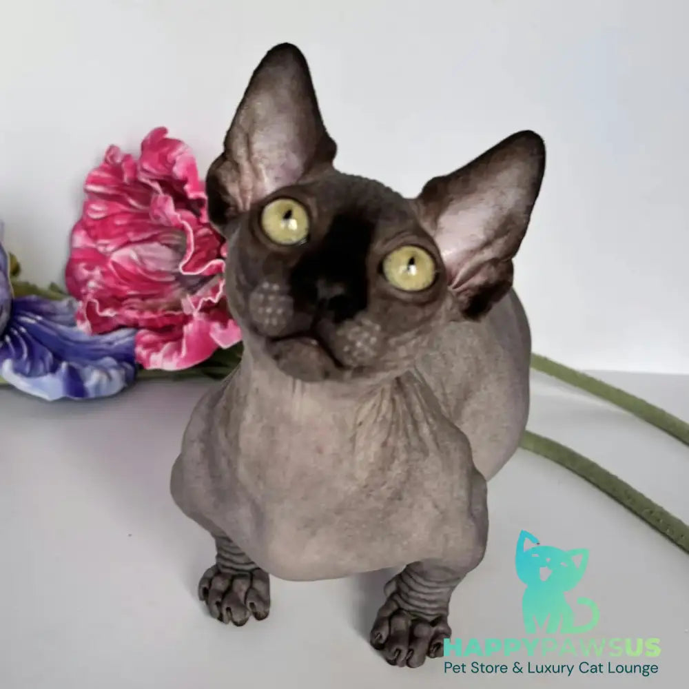 Armani Bambino male black - live animals