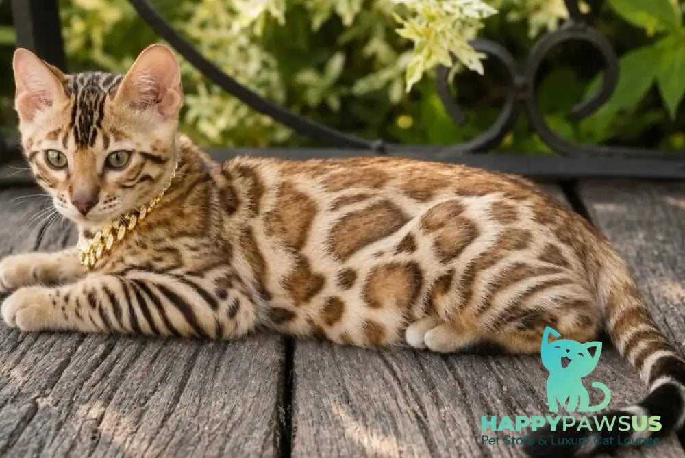Armani Bengal male black spotted tabby - live animals