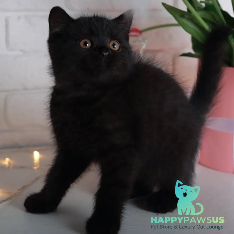 Armani British Shorthair male black - live animals