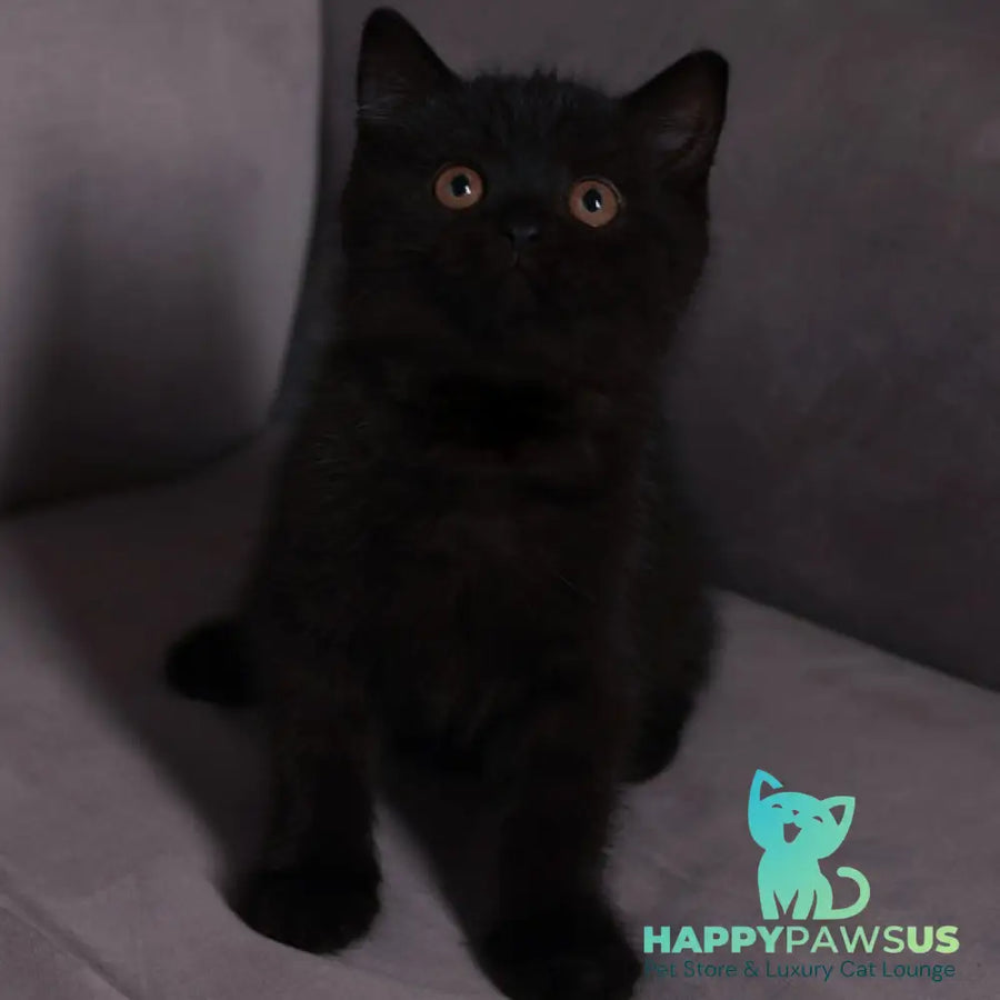 Armani British Shorthair male black - live animals