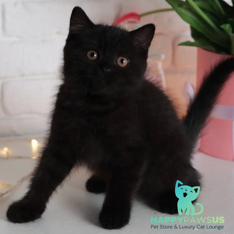 Armani British Shorthair male black - live animals