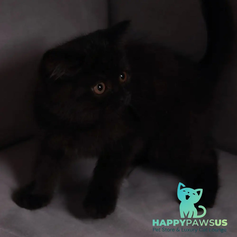 Armani British Shorthair male black - live animals