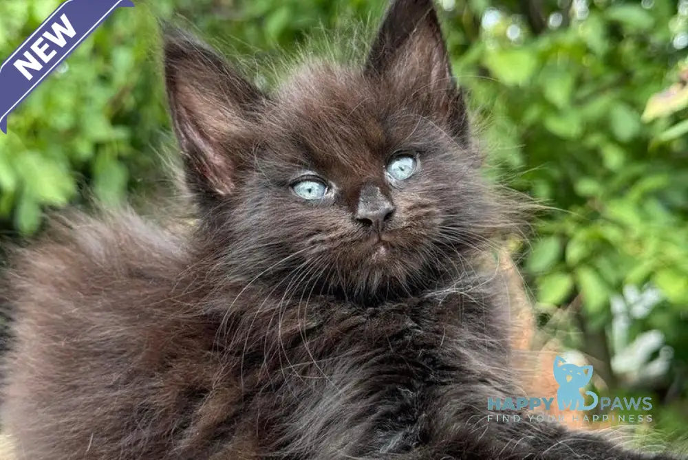 Armani Maine Coon male black live animals