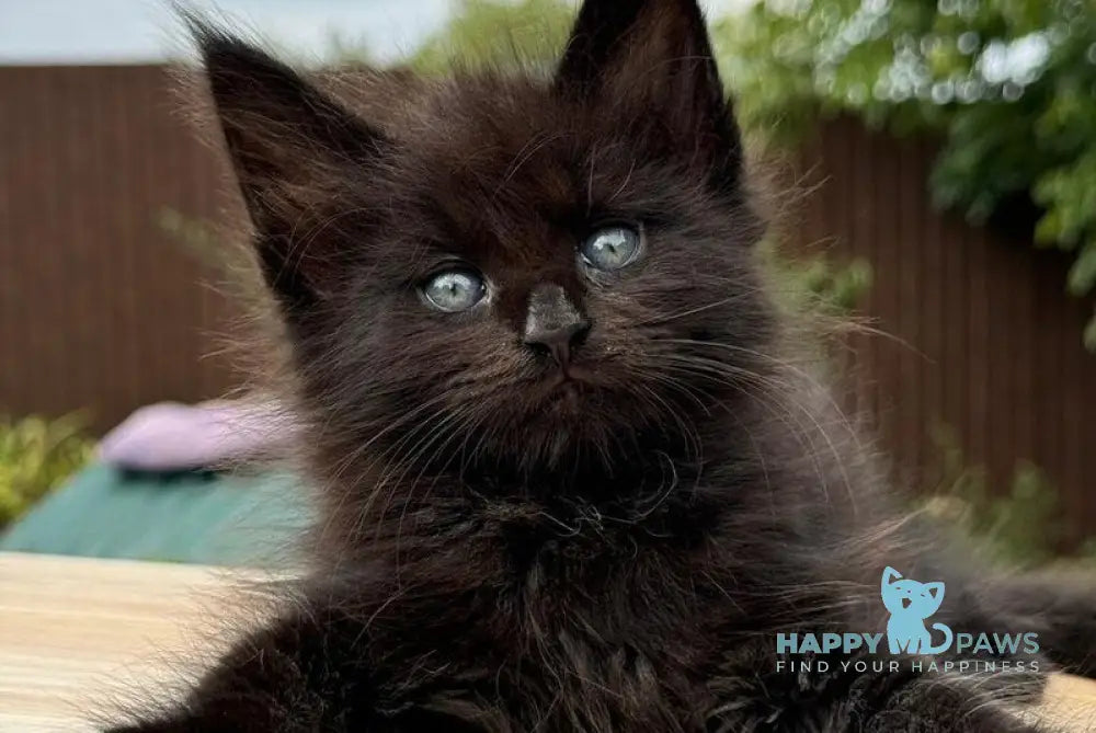 Armani Maine Coon male black live animals