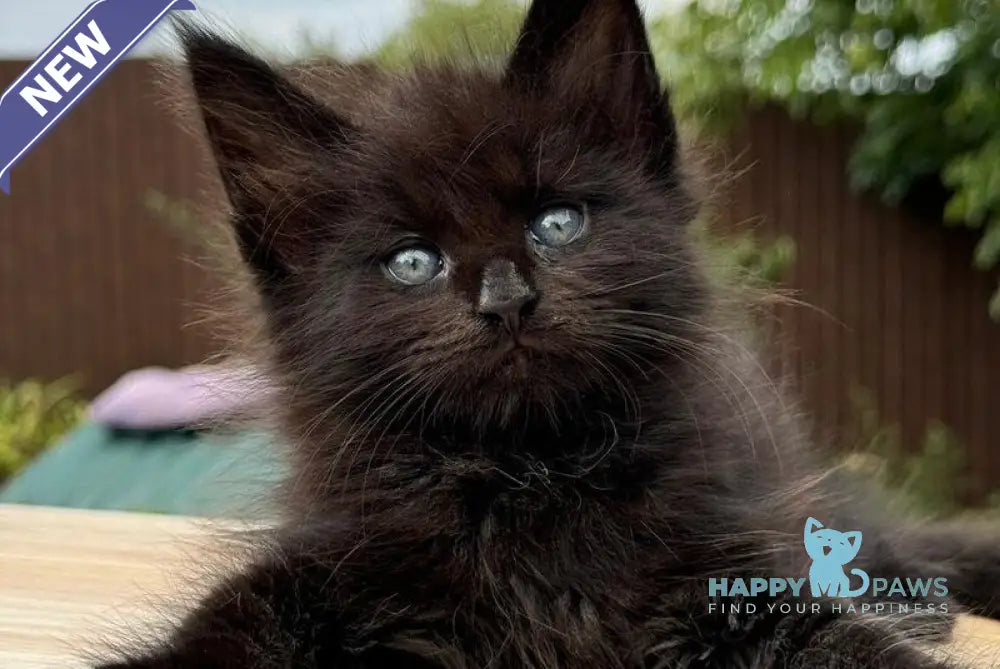 Armani Maine Coon male black live animals