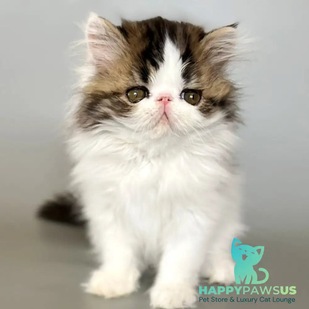 Armani Persian male black spotted tabby van - live animals