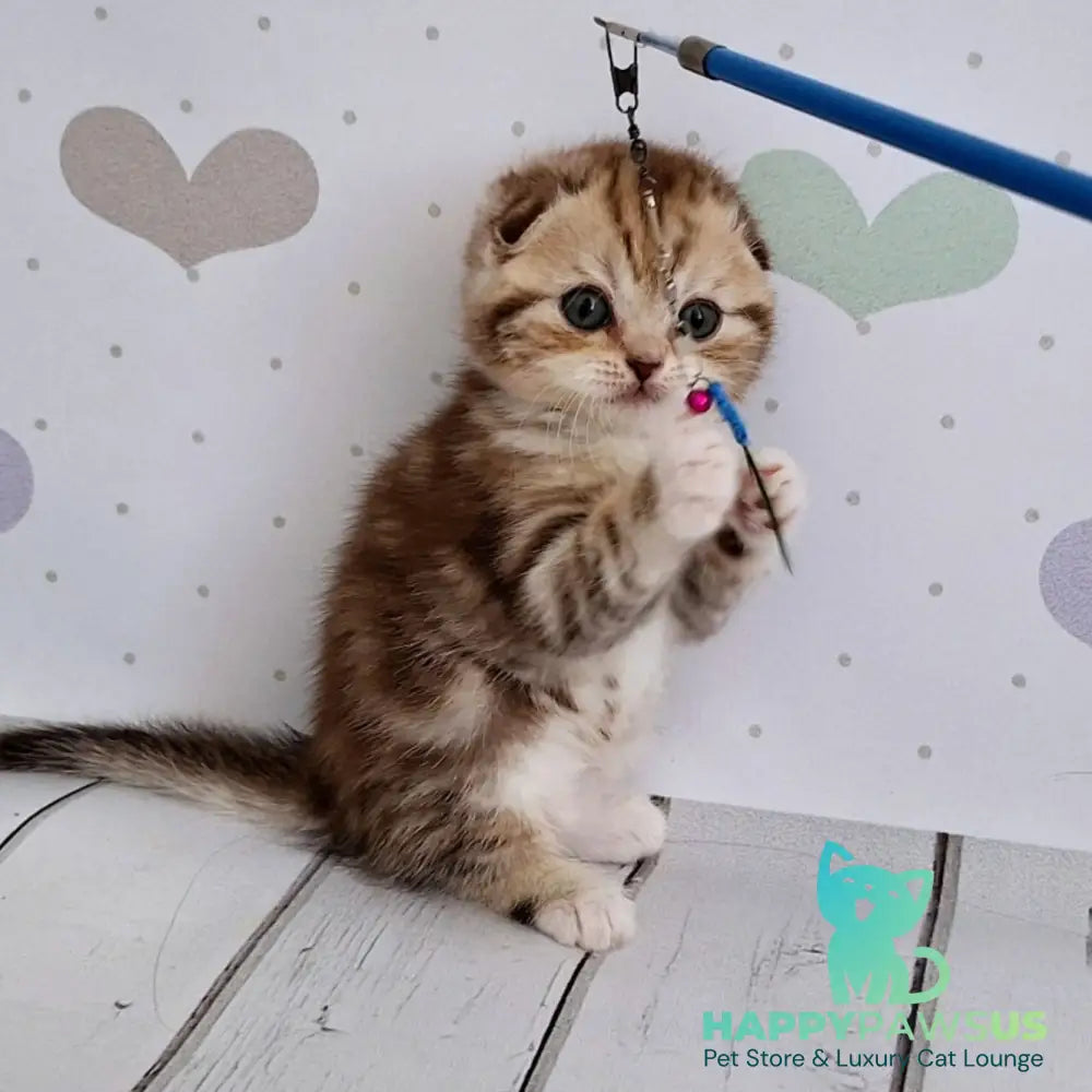 Armani Scottish Fold male chocolate silver tabby bicolour - live animals
