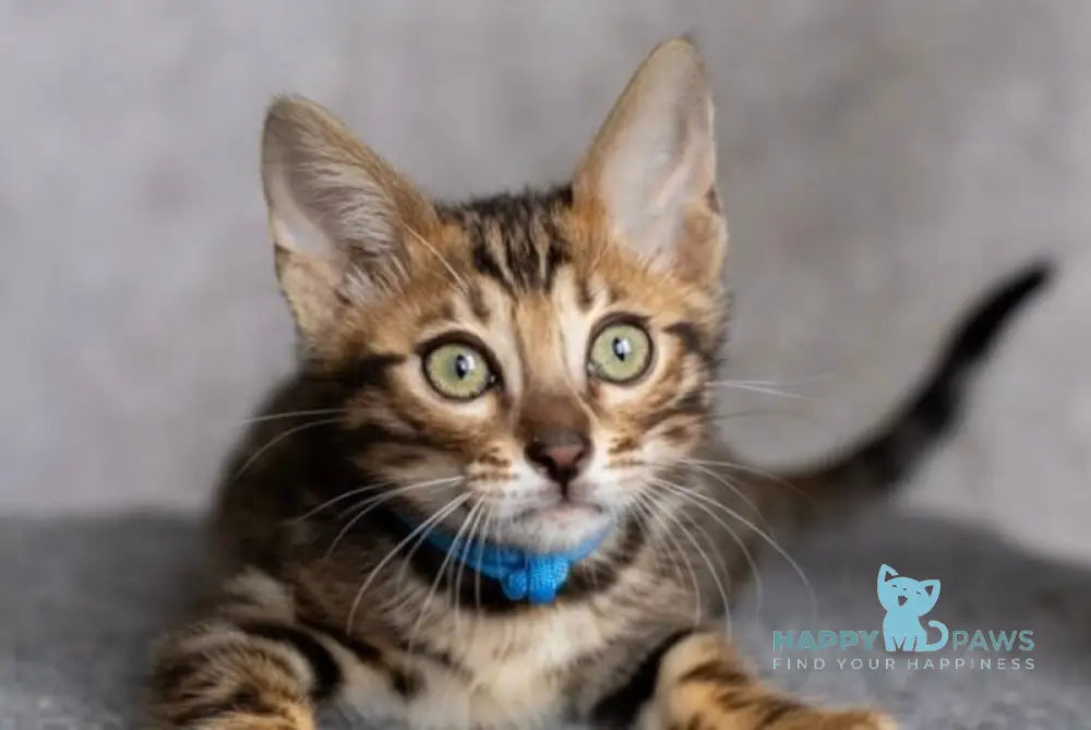 Arni Bengal male black spotted tabby live animals