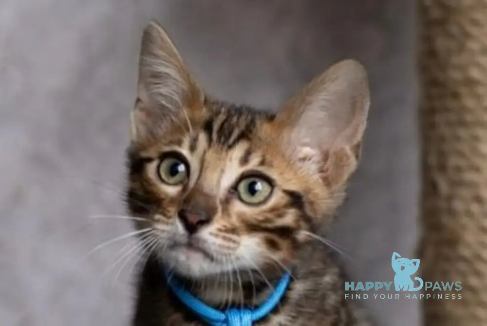 Arni Bengal male black spotted tabby live animals