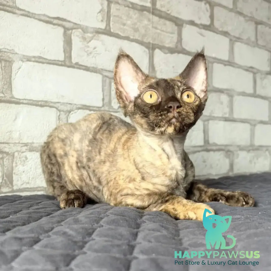 Arnij Devon Rex female chocolate tortie - live animals