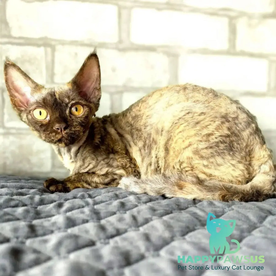Arnij Devon Rex female chocolate tortie - live animals