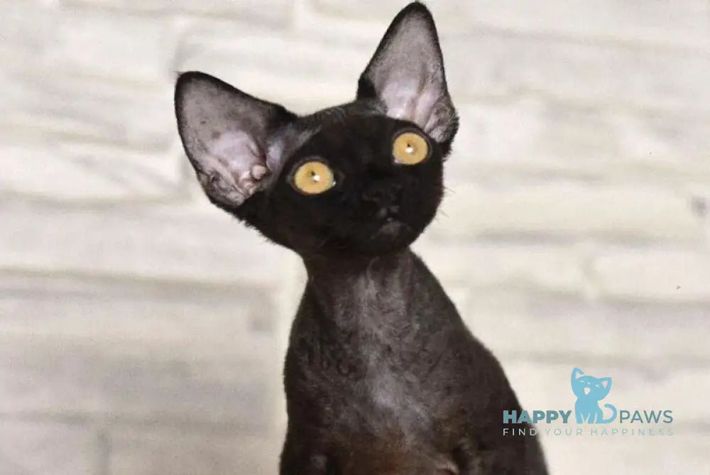 Arnold Devon Rex male black live animals
