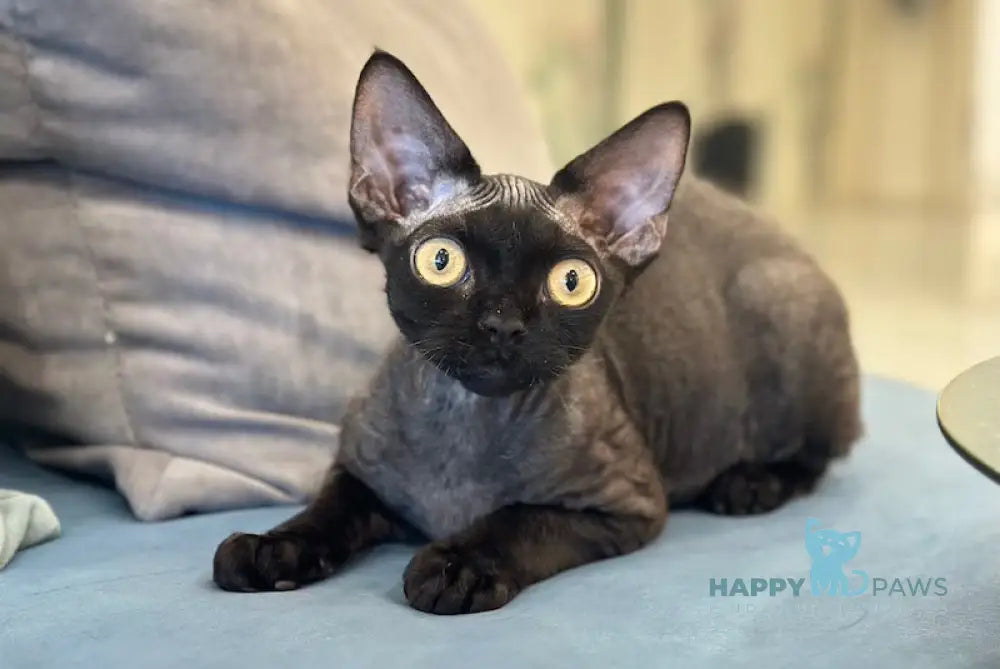 Arnold Devon Rex male black live animals