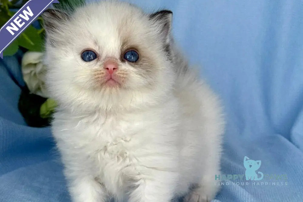 Arnold Ragdoll male black bicolour live animals