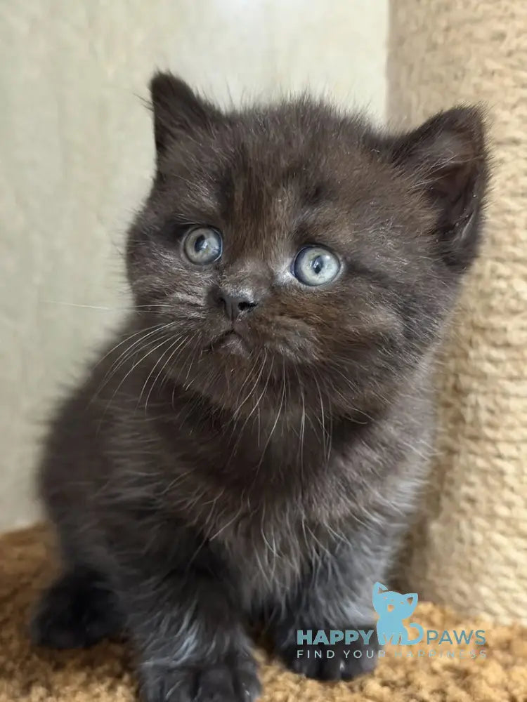 Arny Scottish Straight male black - live animals