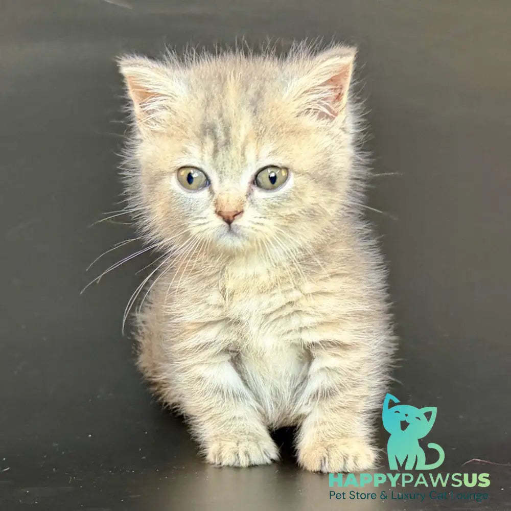 Arrow Munchkin female blue tortie tabby - live animals