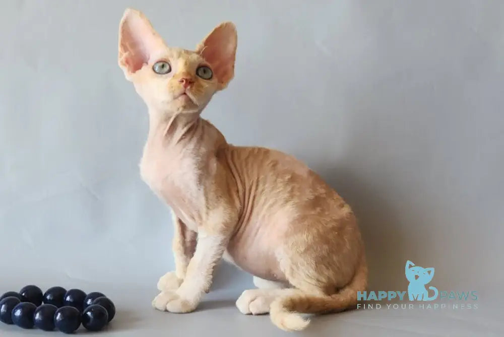 Arsen Devon Rex male cream bicolour live animals