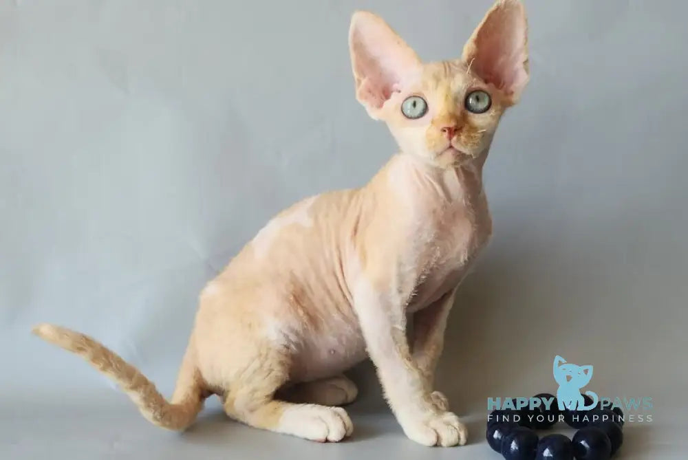 Arsen Devon Rex male cream bicolour live animals