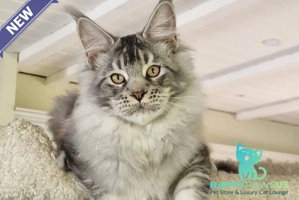 Arseny Maine Coon male black silver ticked tabby - live animals