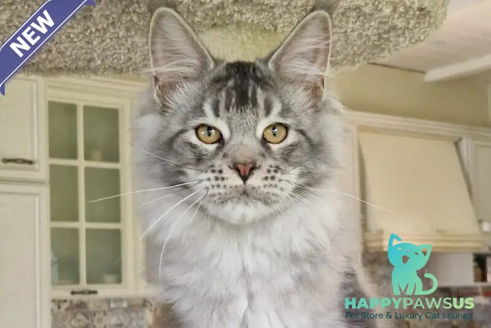 Arseny Maine Coon male black silver ticked tabby - live animals
