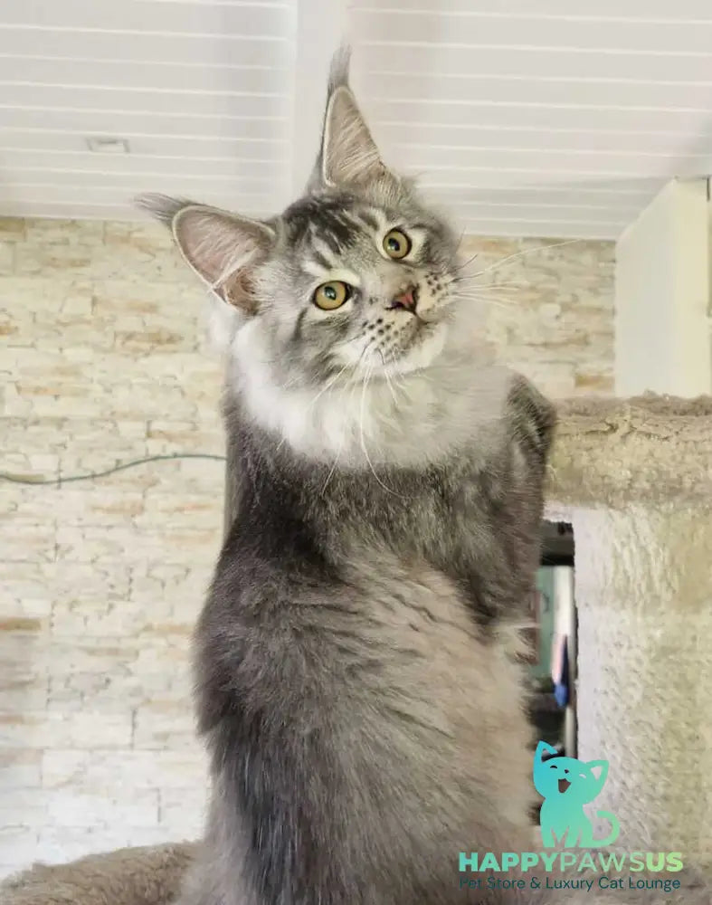 Arseny Maine Coon male black silver ticked tabby - live animals