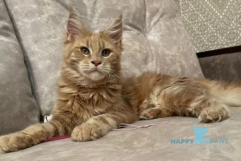 Arseny Maine Coon male cream tabby live animals
