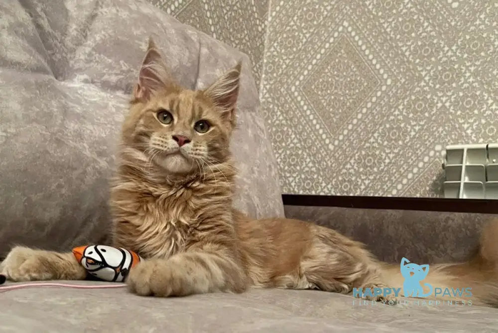 Arseny Maine Coon male cream tabby live animals