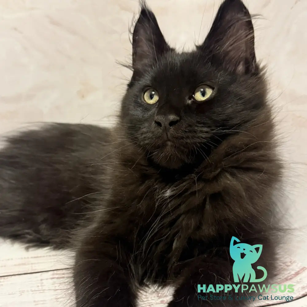 Artem Maine Coon male black - live animals