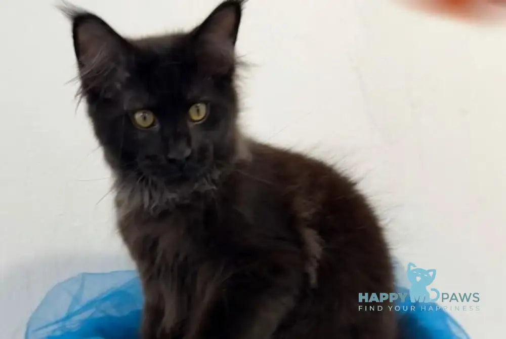 Artemon Maine Coon male black live animals