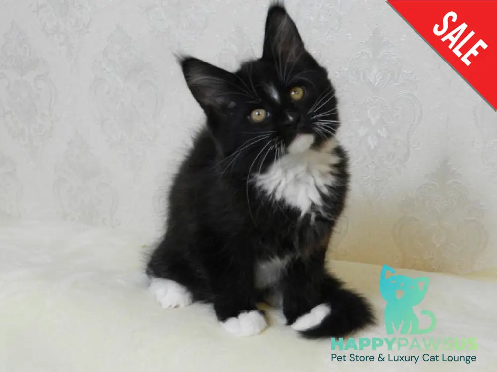 Arthur Maine Coon male black bicolour live animals