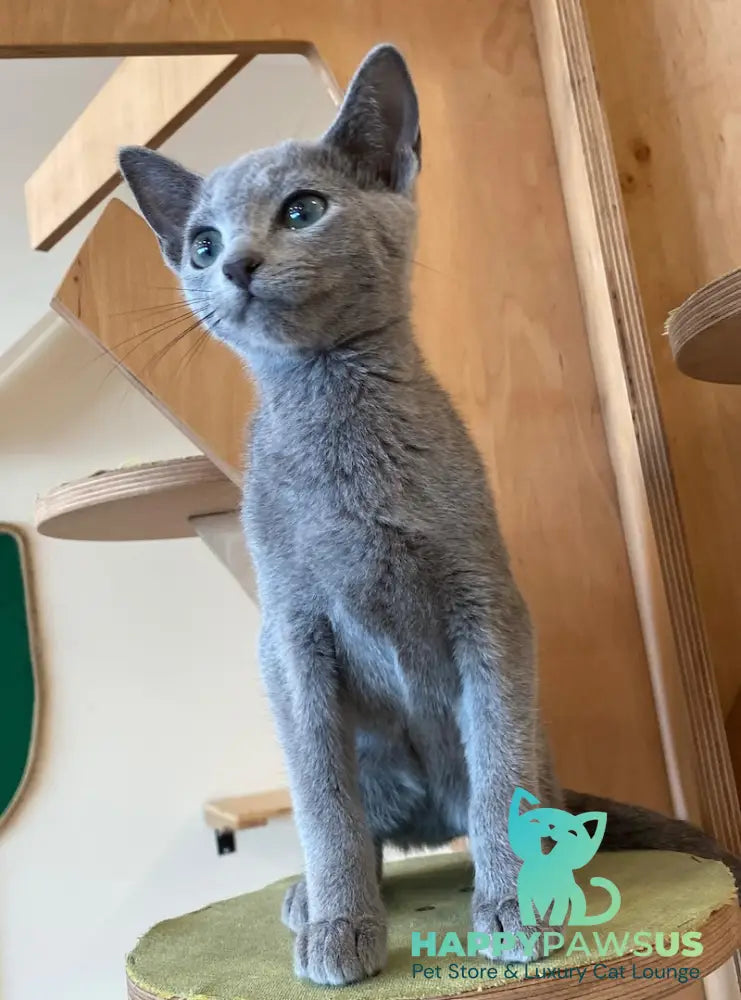 Arthur Russian Blue male blue live animals
