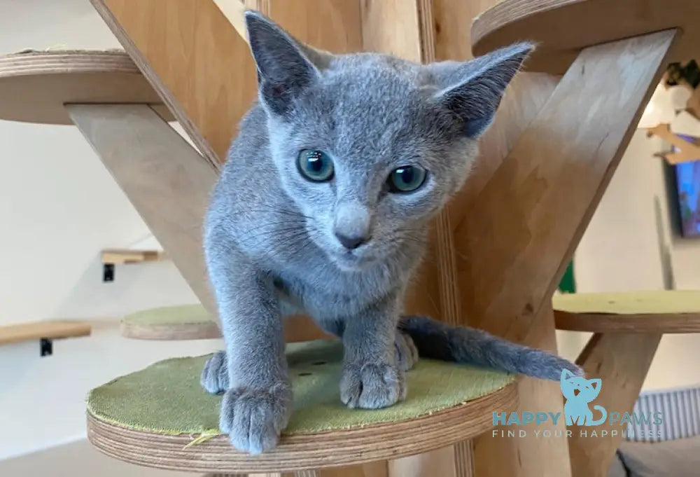 Arthur Russian Blue male blue live animals