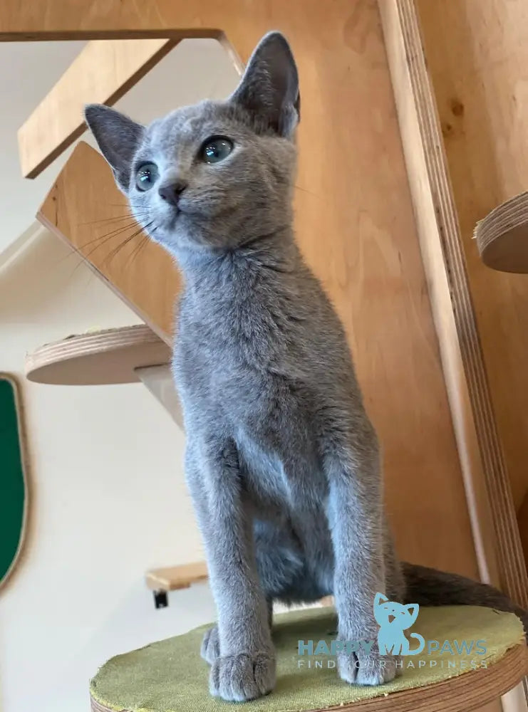 Arthur Russian Blue male blue live animals