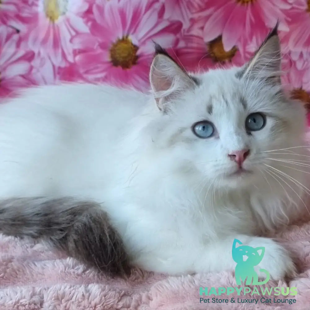 Artur Siberian male black tabby pointed with white - live animals