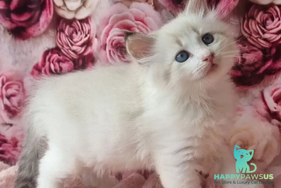Artur Siberian male black tabby pointed with white - live animals