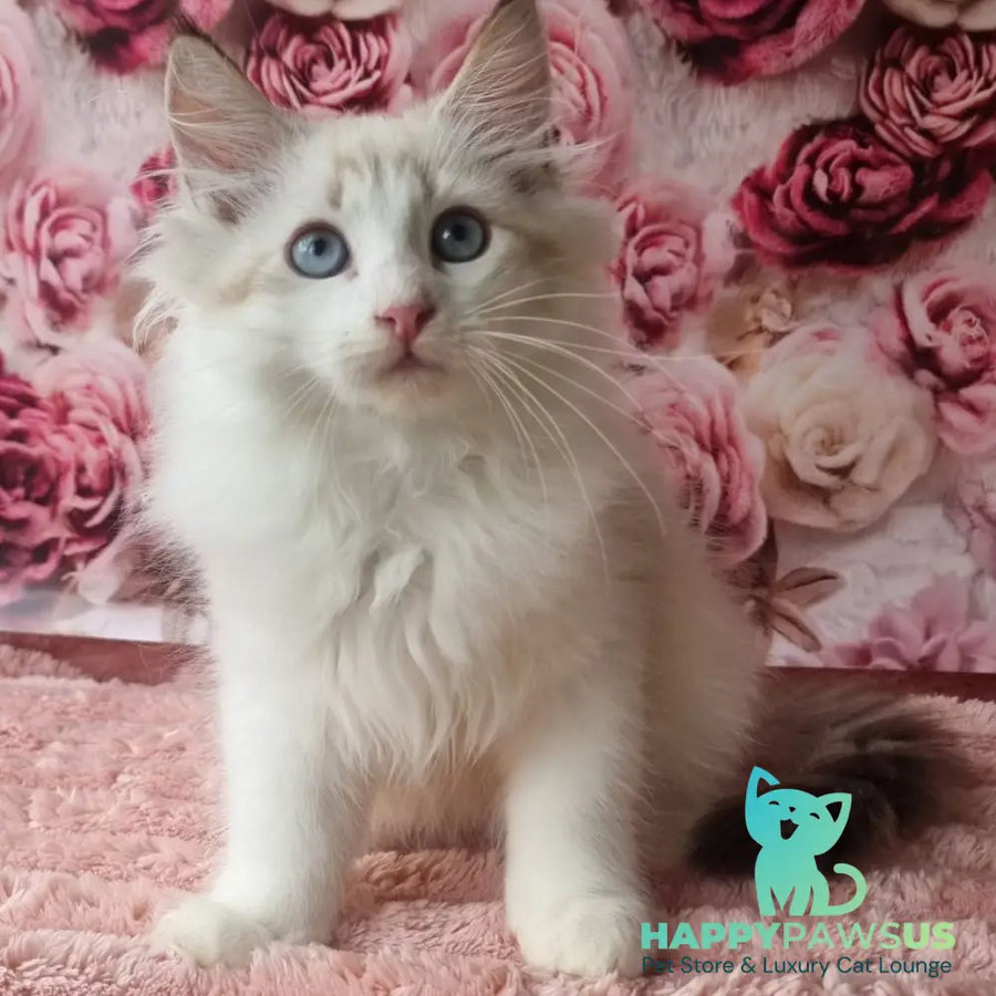 Artur Siberian male black tabby pointed with white - live animals