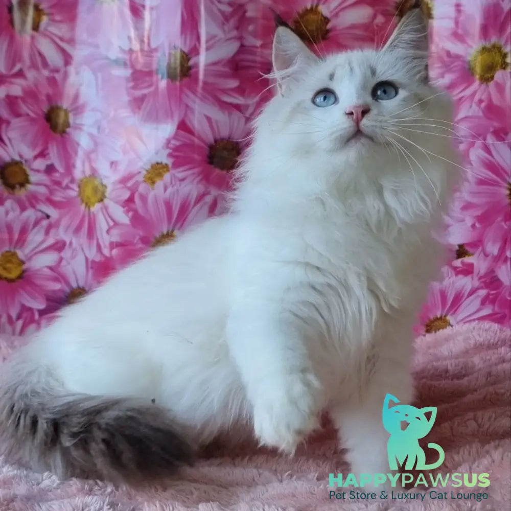 Artur Siberian male black tabby pointed with white - live animals