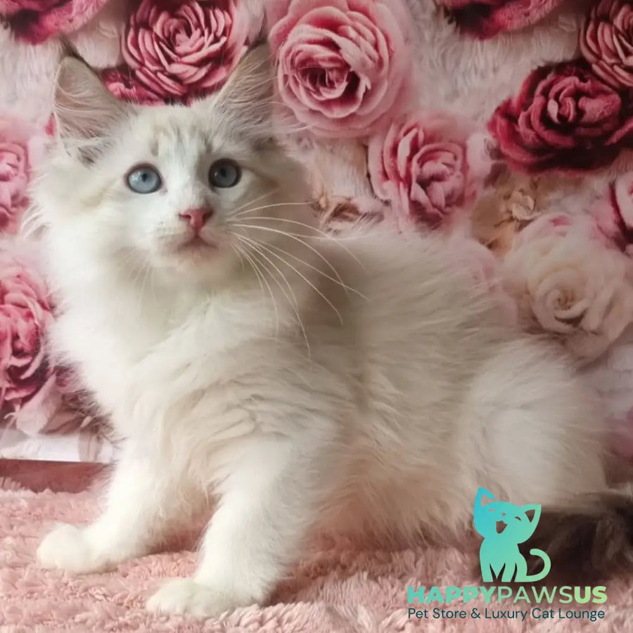 Artur Siberian male black tabby pointed with white - live animals